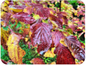 Fall Leaves Photopaint